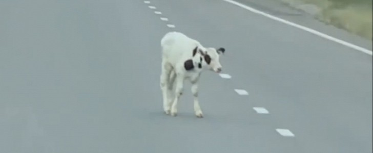 The car was wandering on the highway
