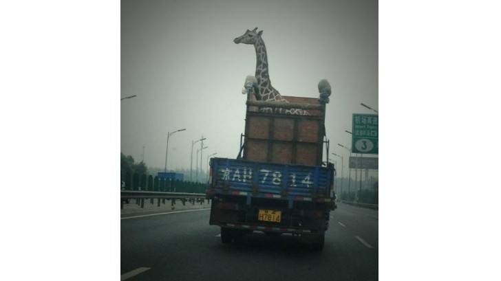 Giraffe Transportation