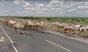 The Google Maps Car Getting Blocked by Camels Is a Pretty Unexpected Traffic Jam