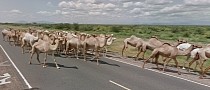 The Google Maps Car Getting Blocked by Camels Is a Pretty Unexpected Traffic Jam