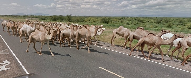 Camel jam on the A2 road in Kenya