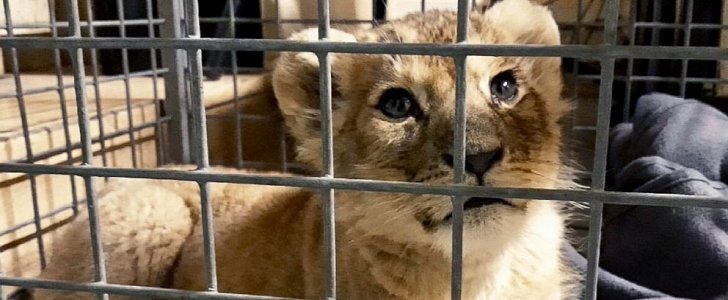 2-month lion cub named Putin rescued from inside a Lamborghini in Paris, France