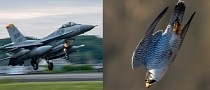 The Peregrine Falcon is a Fighter Jet of the Animal Realm, How Does It Stack Up to an F-16