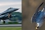 The Peregrine Falcon is a Fighter Jet of the Animal Realm, How Does It Stack Up to an F-16