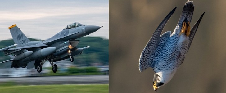 Falcon vs Falcon