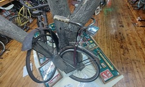 These Antique Bicycles Became Entombed in a Tree, Now a Piece of Modern Art