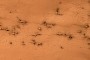 They May Look Like It, But Those Are Not Really Fire Ants on the Surface of Mars