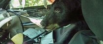 This Bear-Destroyed Subaru is Proof You Should Always Lock Your Car