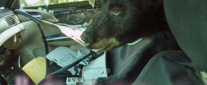 Bear trashes Subaru after it locks itself inside by accident