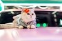 This Cute Cat Makes a Living as a Very Successful Car Model