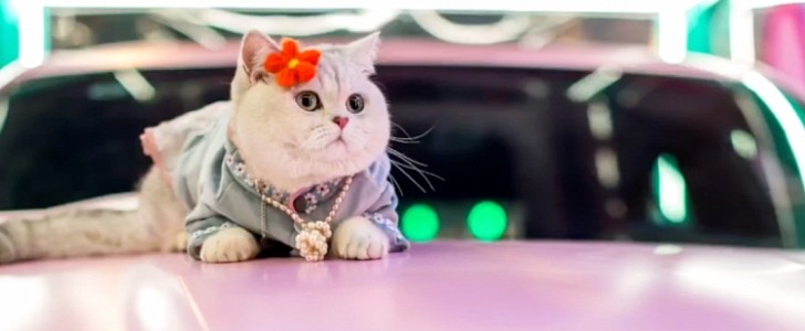 Mao Mao, the 2-year-old British Shorthair making a successful living as a car model