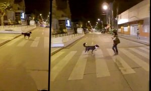 This Dog Could Host "How to Cross the Street" Classes for Humans
