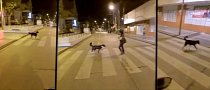 This Dog Could Host "How to Cross the Street" Classes for Humans
