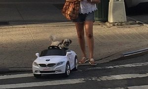 This Dog Drives a BMW and You Don't