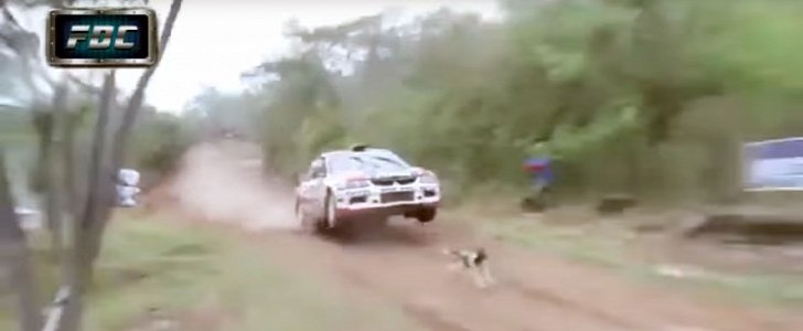 Rally car vs. dog