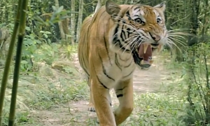 This Indian Tiger Thinks the Hyundai i10 Is "Grand"
