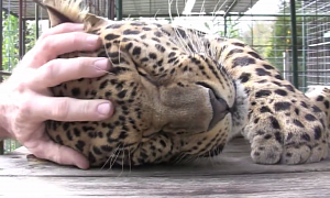 This Leopard Purrs Like an AMG V8 Engine