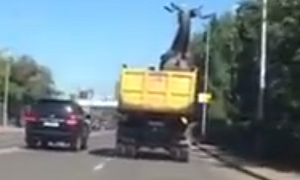 This Russian Accident Is Just Like the Giraffe Scene in Hangover 3
