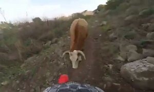Thou Shall Not Pass, Cow Says to Biker before Charging In