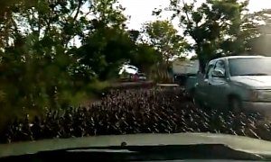 Thousands of Ducks Cause Funny Traffic Jam in Thailand