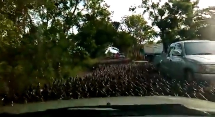 Ducks on the road