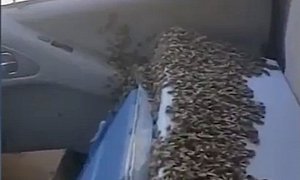 Thousands of Very Calm Bees Take a Ride Inside a Truck Cabin