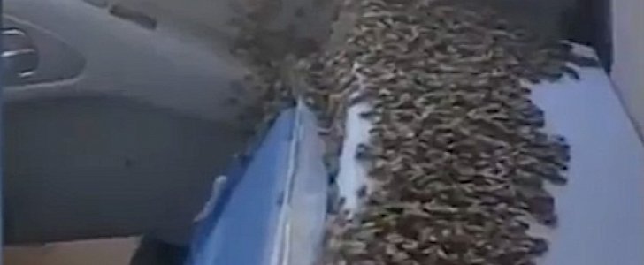 Thousands of bees loose inside the cabin of a truck