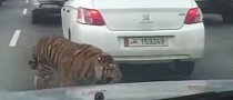 Tiger Loose on the Freeway Is the Worst Possible Time to Own a Convertible