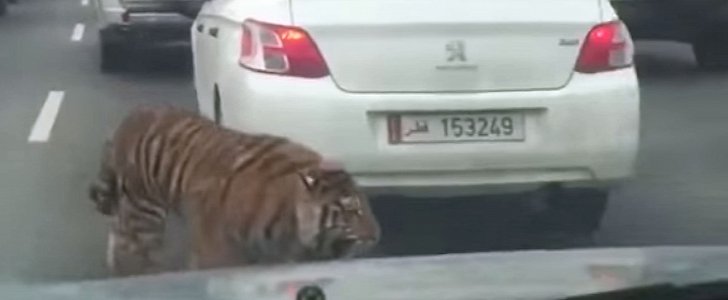Tiger on Doha highway
