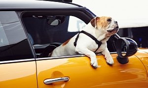 Things You Need to Know About When Traveling With Your Dog by Car