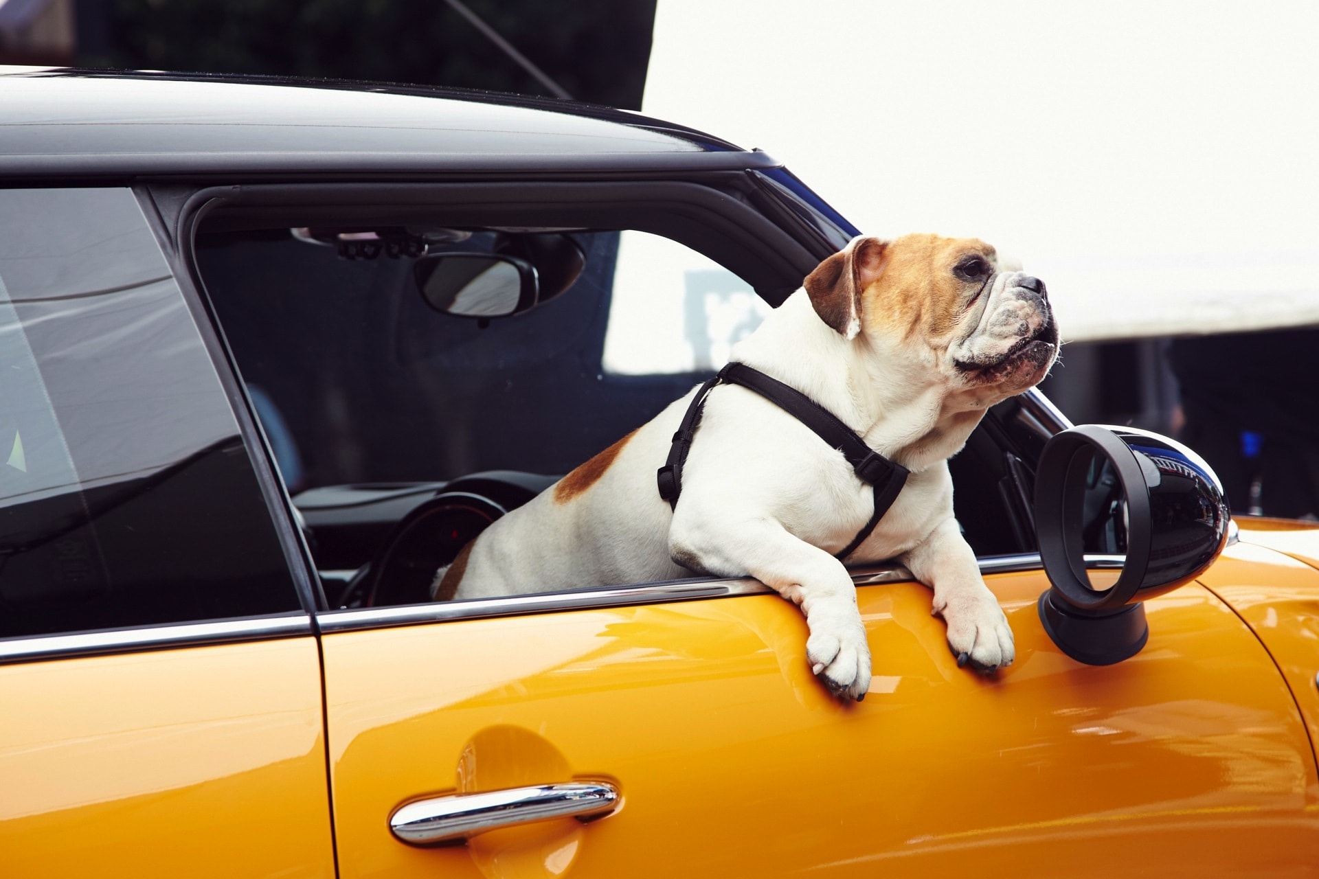 dogs travel in car