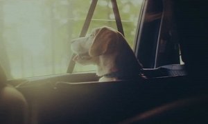 Touching Toyota Sienta Ad Proves Your Pet Can Bring Back That Smile