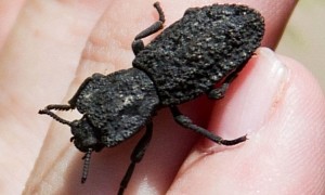 Tough Beetle Can Be Run Over by Car, Could Help Build Better Planes