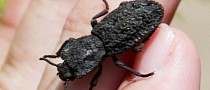 Tough Beetle Can Be Run Over by Car, Could Help Build Better Planes