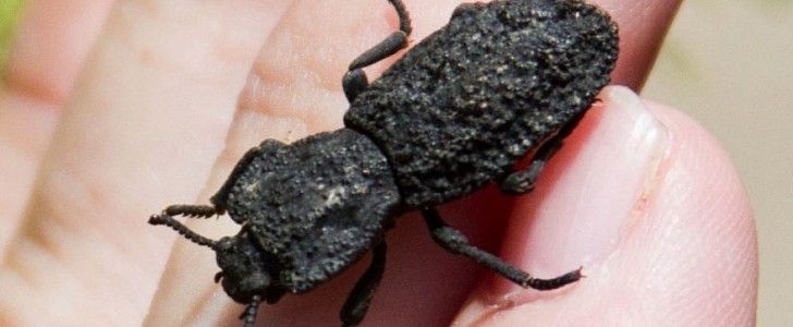The diabolical ironclad beetle (Phloeodes diabolicus) has armor that allows it to survive being run over by a Toyota Camry