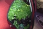 Toyota Driver Caught Hauling Marijuana Plants and Friend in Trunk