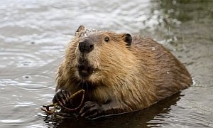 Toyota Defeated by Beavers in Territorial Dispute