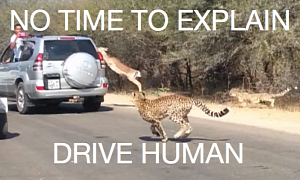 Toyota Land Cruiser Saves Impala from Cheetah