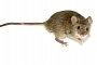 Toyota's Soy-Based Electric Wiring Attracts Rodents, and Also a Lawsuit