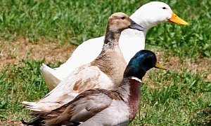 Toyota Will Receive Keystone Environment Award For Hosting Wild Geese And Ducks