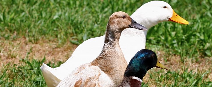 Selection of ducks and geese from Toyota's habitats