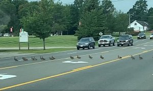 Traffic Backs Up as Ridiculously Long Lines of Ducks Cross the Road