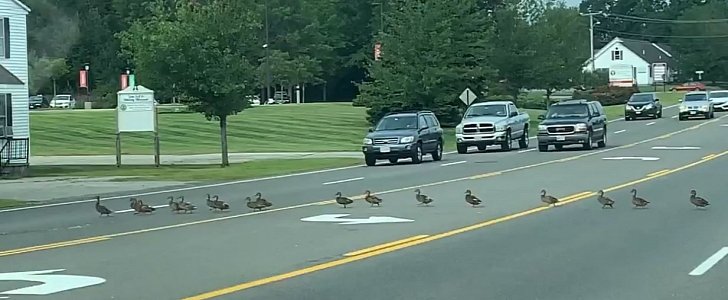 Ridiculously long line of ducks stops traffic in Maine