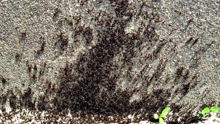 Ant Movement
