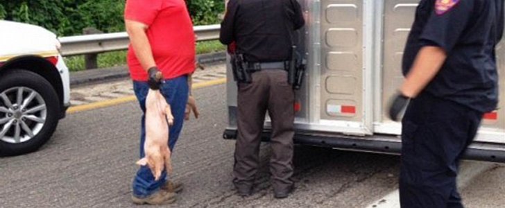 Piglets run free after crash in Ohio