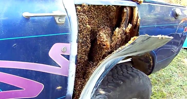 Truck Owner Finds Thousands of Bees Between the Body Panels