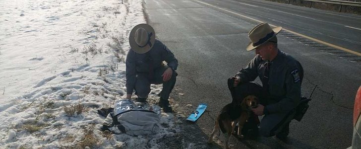 New York State troopers tend for 2 dogs thrown out of a speeding SUV