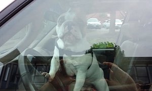 Trying One’s Patience: Stranded Bulldog Honks the Horn of SUV for Minutes