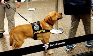 TSA to Use More Floppy-Eared Dogs at Airport Because Kids Aren’t Scared of Them
