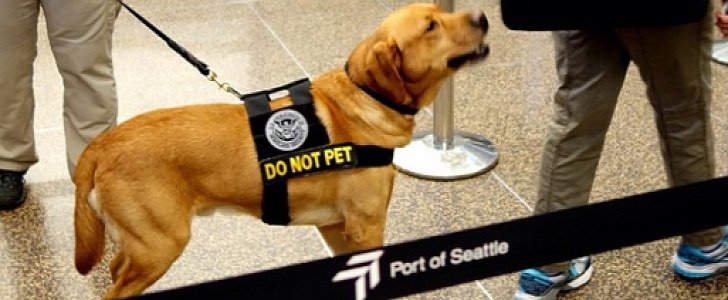 TSA seeks to use mostly floppy-eared dogs because children are not scared of them